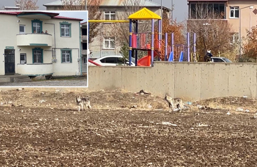 Erzurum'da aç kalan iki kurt ilçe merkezine indi çocuklar evlere kaçıp balkondan izledi