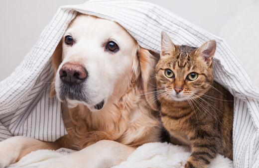 Evcil hayvanı olanlar dikkat! Son tarih 31 Aralık: Para cezası var