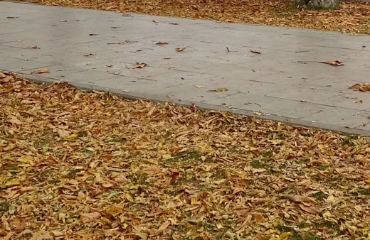 Nedeni şaşırttı! Sonbahar yapraklarının süpürülmesi yasaklandı