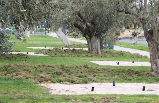 Balıkesir'de aç kalan domuzlar sahile inip piknik alanlarını talan etti.