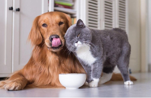 Evcil hayvanı olanlar dikkat! Yasal süre doluyor acele edin