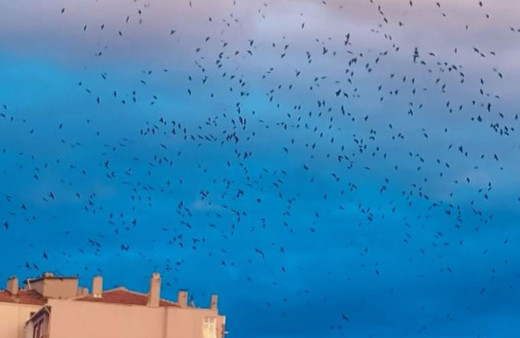 Karga sürüsü o kenti  işgal etti! Korku filmi gibi : "Kargalar çıldırmış..."