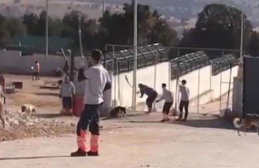 Konya'da hayvan barınağında köpeğe eziyet eden 2 kişi tutuklandı