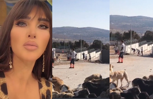 Seren Serengil Konya köpek katliamı için saydırdı : Kanı bozuklar Allahınız yok mu sizin