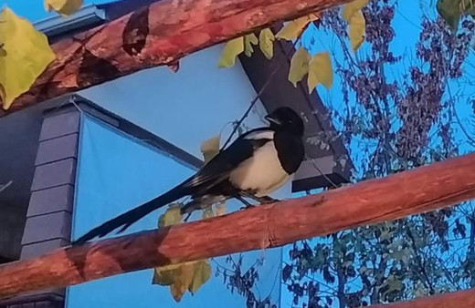 Her gün ziyaretine geliyor: 'Besle kargayı oysun gözünü' Atasözünü boşa çıkaran karga!