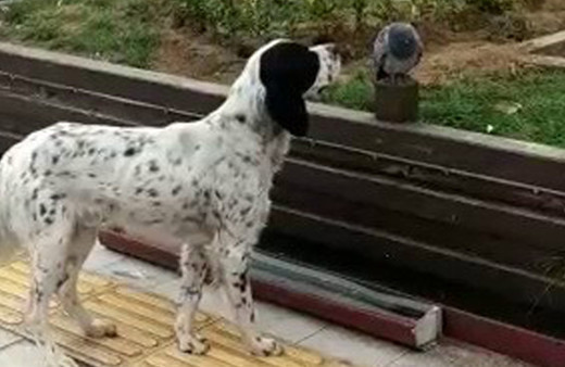 Görenler gözlerine inanamadı: Köpek hasta güvercinin başında bekledi!