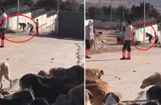 Konya'daki hayvan barınağında vahşet! Tarım Bakanlığı'ndan açıklama geldi