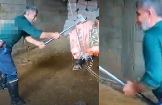 Mardin'de boğayı balyozla başına vura vura... Şok görüntüdeki kişi kasap çıktı