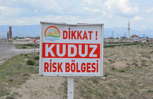 Kars'ta kuduz paniği! Bir köy kuduz nedeniyle karantinaya alındı