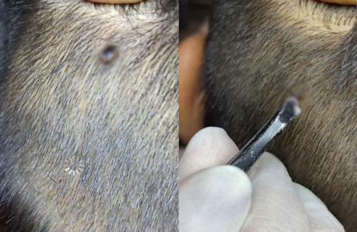 Berberin dikkati hayat kurtardı: Müşterinin kafasındakini et beni zannetti ama bakın ne çıktı!