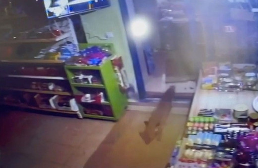 Markete davetsiz misafir! Tavuk dolaplarına baktı