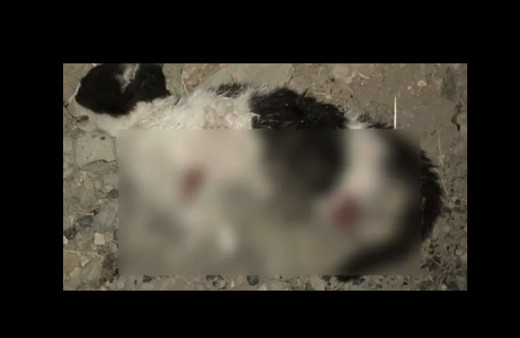 Vahşet bitmek bilmiyor! Kediyi fırına atıp canlı canlı yaktı!