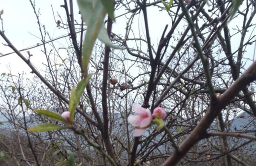 Kar yağışı beklenirken şeftali ağacı çiçek açtı!