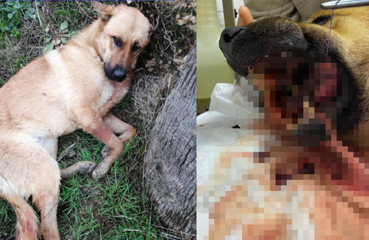 Hatay’da vahşet! Ağzına tüfekle ateş açıldı, dili kopan köpek yaşam mücadelesi veriyor