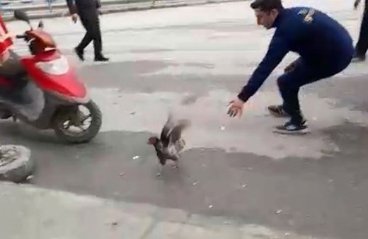 Tavuk firarda! Sahibi yakalamak için dakikalarca uğraştı: O anlar kamerada!