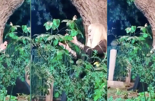 Zerrin Özer mezarlıkta son ses şarkı söyledi ortalık karıştı! Tepki yağdı