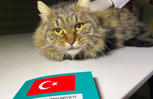 Mikro çip kuyruğu var 31 Aralık 2022'ye kadar çip taktırmayan yandı! Veterinerler bitti diyor