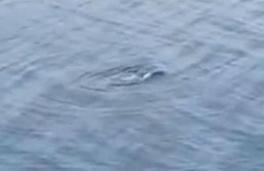 Van Gölü canavarı geri döndü! Herkes bu videoyu konuşuyor