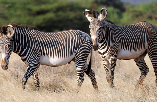 Ankara müftüsü zebra eti yenir dedi ortalık karıştı! Peki İslam'da zebra eti helal mi?