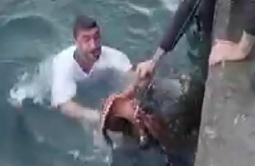 Ahtapot gelmeyince kendisi gitti! Balıkçının denizdeki halleri viral oldu kısa günün kârı