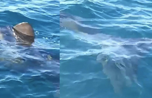 Edremit Körfezi'nde köpek balığı paniği