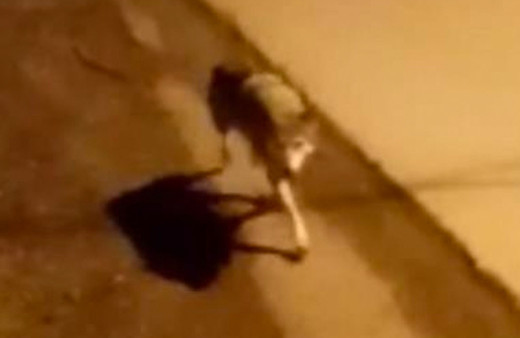 Aç kurt ilk defa çarşı merkezine indi korku dolu anlar görüntülendi