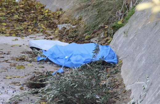 Zeytin toplamak için ağaca çıktı hayatını kaybetti