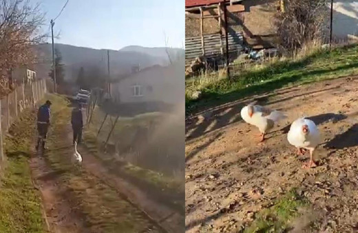 Bahçenin sonuna kadar kovaladı: Sayaç okumak isteyen personel neye uğradığını şaşırdı!