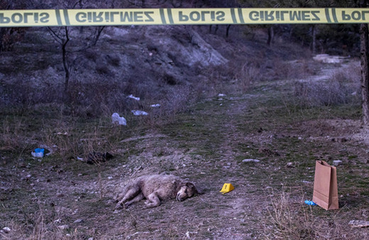 Ankara'da vahşet! 4 köpek tüfekle vurularak öldürüldü, ikisinin gözleri ise...
