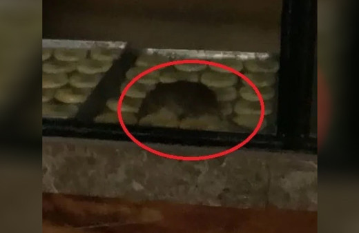 Tekirdağ'da mide bulandıran görüntü! Fare fırında gezdi, vatandaş çekti