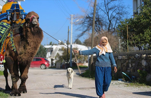 Bodrum'un 'deveci annesi'ne ilgilendiği iki devesi yoldaş oldu