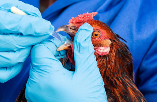 10 milyon tavuk itlaf edildi! Kuş gribi giderek yayılıyor bir ülke perişan