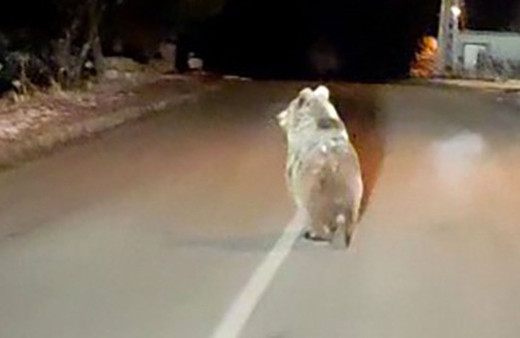 Küresel ısınma ayıları da vurdu kış uykusuna geçemediler