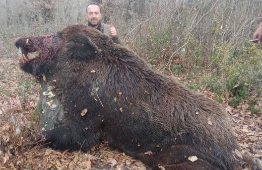 Çaycuma'da 400 kiloluk domuz vuruldu görenler inanamadı 3 aydır bu domuzun peşindeyim