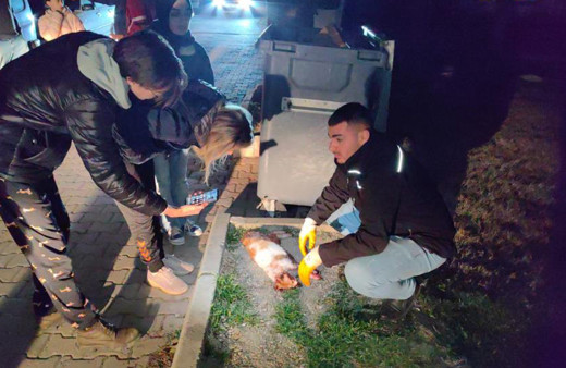 Komşuları haber verdi gözyaşlarına boğuldu! 6 ayda 6 kedisi öldürüldü