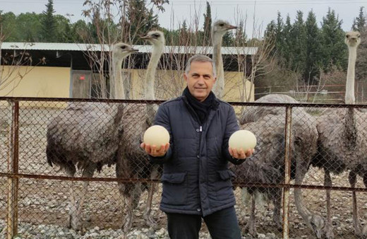 Sıcak hava onları da etkiledi! Mevsimleri karıştıran deve kuşları yumurtlamaya başladı