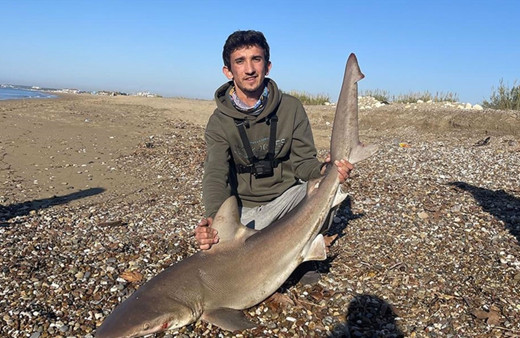 Oltasına takılan nesli tükenme tehlikesi altındaki köpek balığını mavi sulara saldı