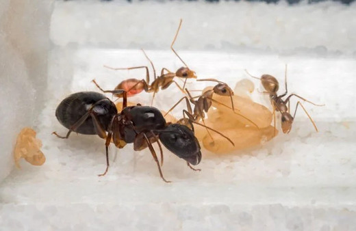 Karıncaların gizli yeteneği keşfedildi bilim insanları şaşkın: Üç denemede çözdüler