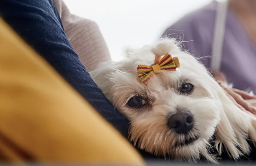 Evcil hayvanına çip taktırmayanlara ilk cezalar uygulandı