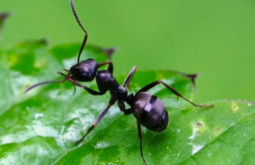 Kanseri koklayabilen karıncalar kansere karşı yeni umut