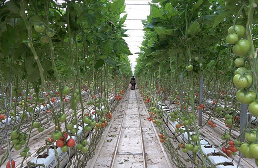 Türkiye dünyada birinci oldu! Dünyadaki jeotermal seraların üçte biri Türkiye'de