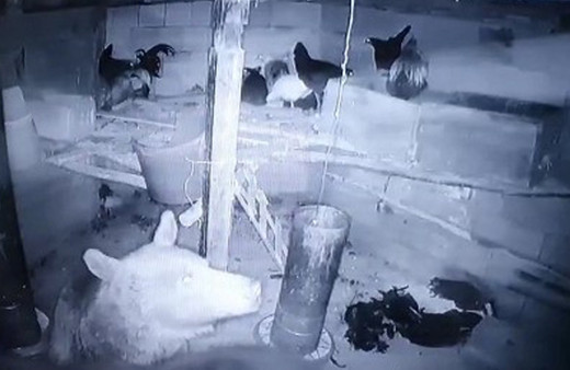 Kümese giren adam hayatının şokunu yaşadı! Gerçek kamera kayıtlarını izleyince ortaya çıktı