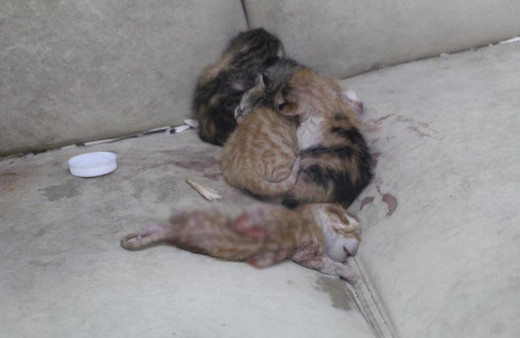 Depremde mahsur kaldı doğum yaptı! 10 gün sonra fark edilen kedi açlıktan yavrusunu yedi