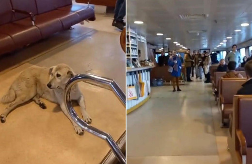 Vapurda köpek krizi! Kaptan seferi iptal etti yolcular çıldırdı