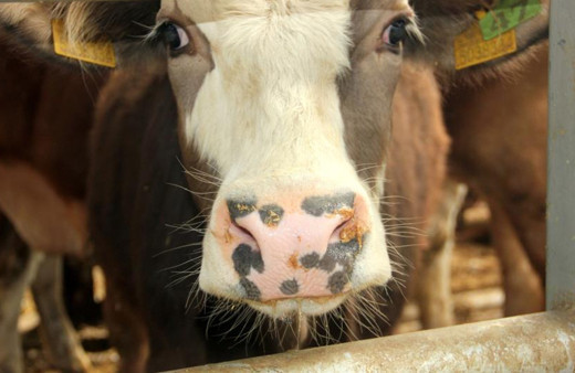 Türkiye'de yeni tip şap virüsü alarmı! Hayvan pazarları kapatıldı tüm izinler iptal