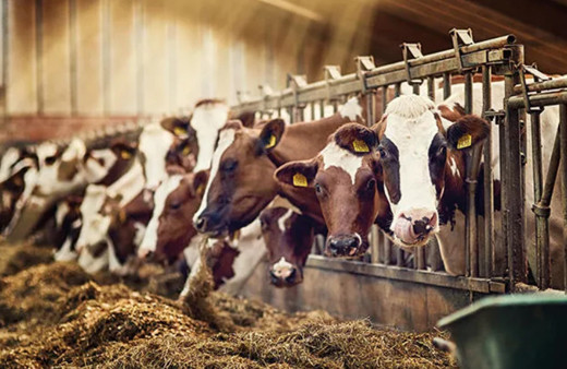 Bakanlık resmen açıkladı: O salgın patlak verdi! Türkiye'de ilk vaka tespit edildi