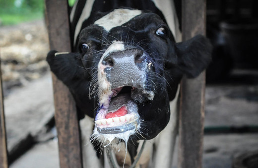Korkulan oldu Türkiye'de ilk şap hastalığı görüldü! İnsana çok hızlı bulaşıyor bu belirtilere dikkat