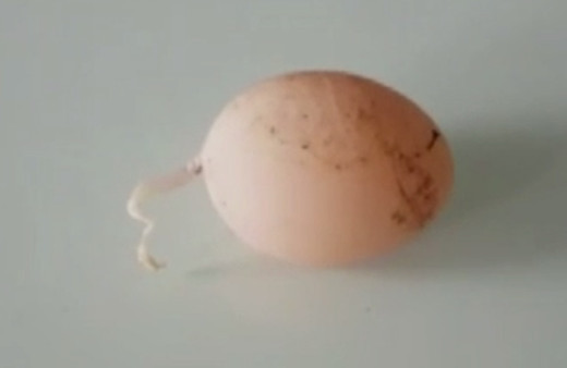 Yumurtada fark etti şaşkına döndü! Diyarbakırlı vatandaş: Böyle bir şeyle hiç karşılaşmadım