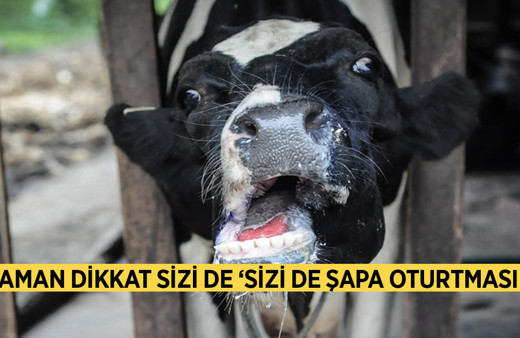 Şap hastalığı sizi 'şapa oturtmasın' insana hızla bulaşıyor ilk belirti vahim!