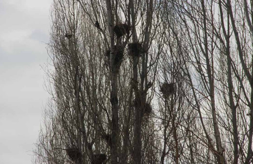 Köyü istila eden kargalar bahçe ve tarlalara dadandı